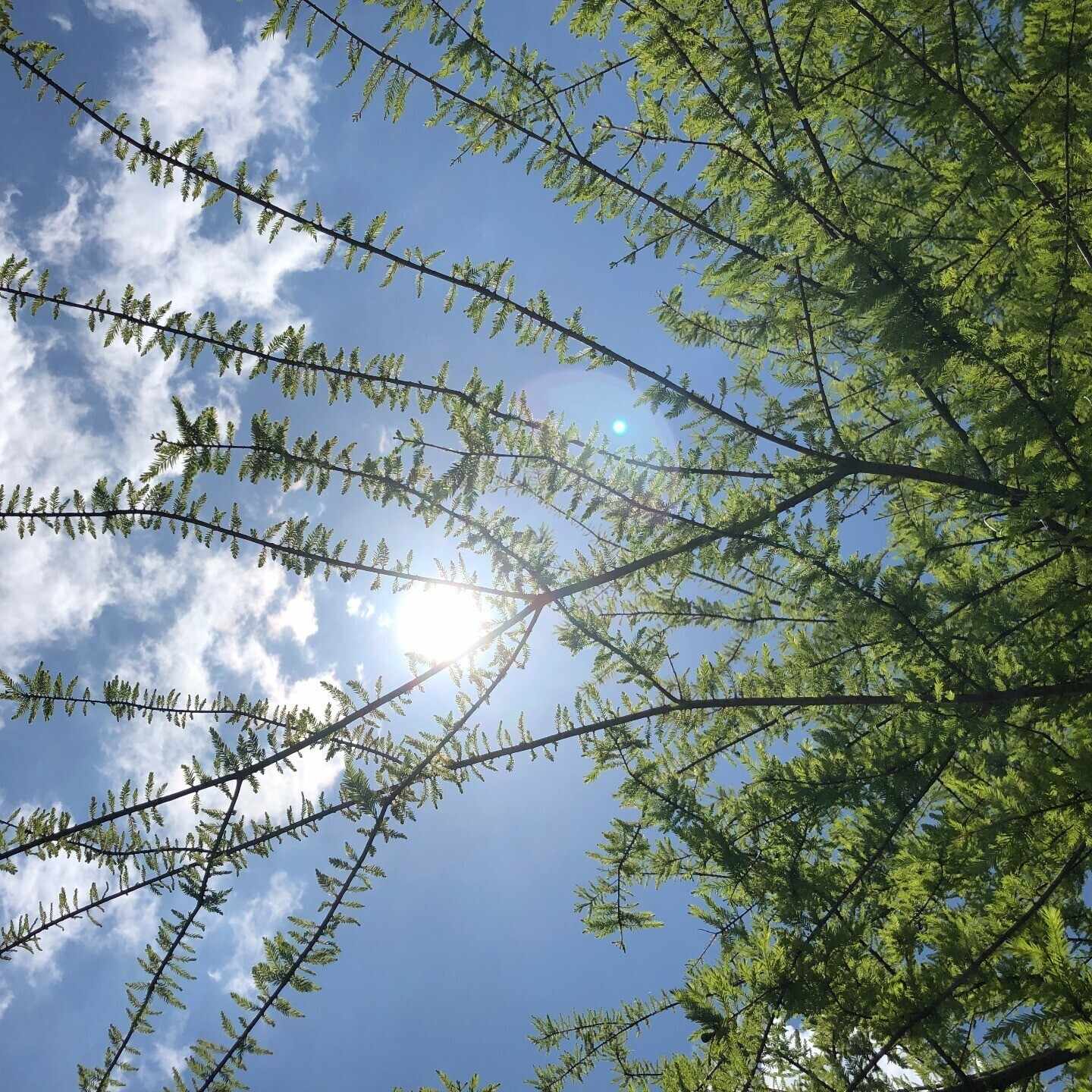 60年代、流行った洋楽。10〈ミーナ・マッツィーニ〉｜らいとらいたあ