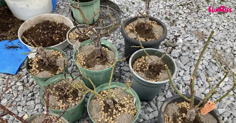 バラの植え替え