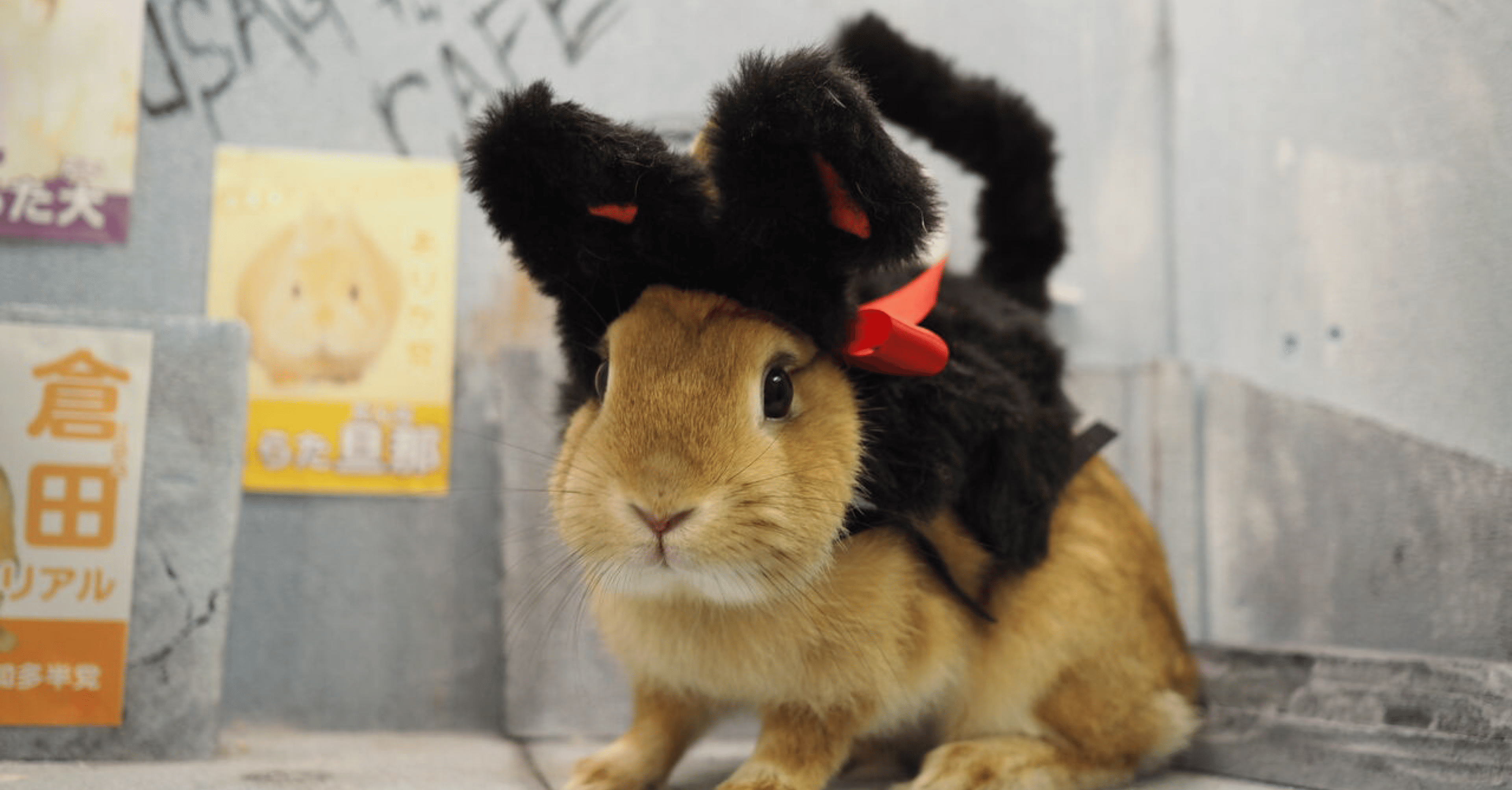 うさぎ】ぜひ知っておいて欲しいこと｜中井伸弥