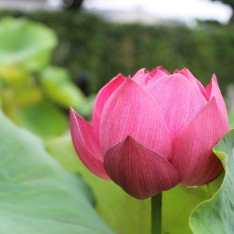 Lotus