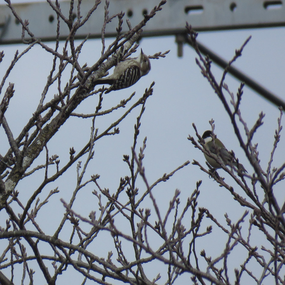 地元の川で出会う鳥たち⑦｜荻野典夫