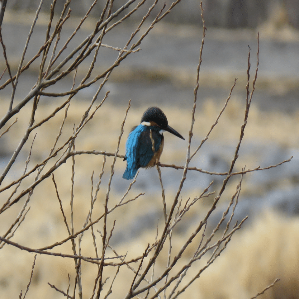 地元の川で出会う鳥たち⑦｜荻野典夫