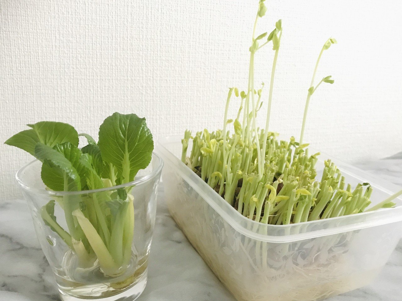 小松菜と豆苗の再生栽培中 お部屋にグリーン があるっていいよね 土だと虫がついたらどないしようもなくなるので水のみ あと人参 とアボカドも追加予定 つたみ千秋 Note
