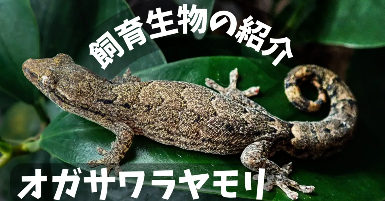自宅のいきもの紹介｜オスがいないヤモリ｜ゆた