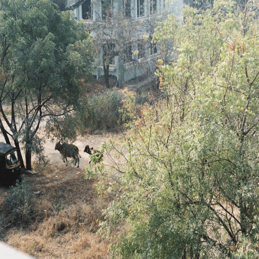 アトピーをアーユルヴェーダで治療する ｜ パンチャカルマ体験記①