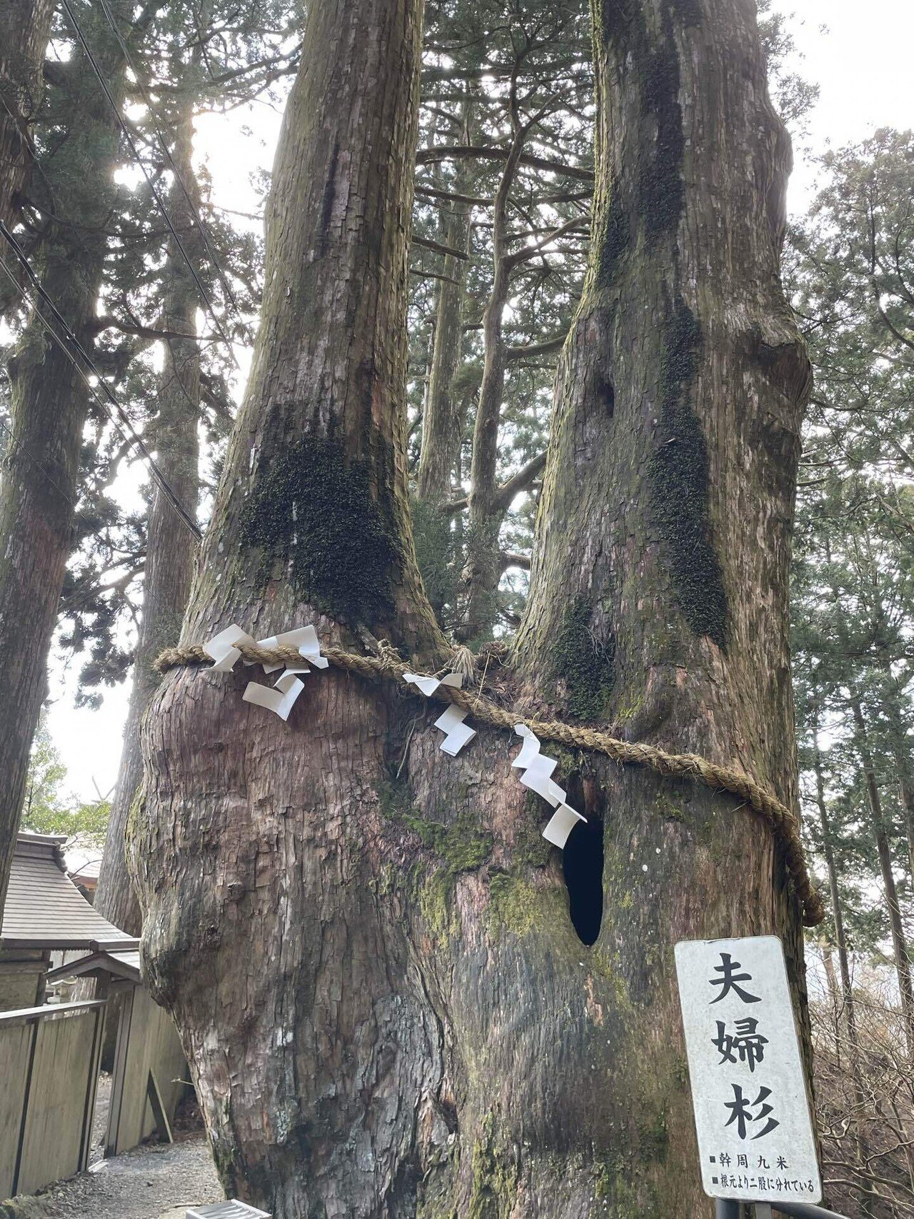 玉置神社｜好きで満たす人生