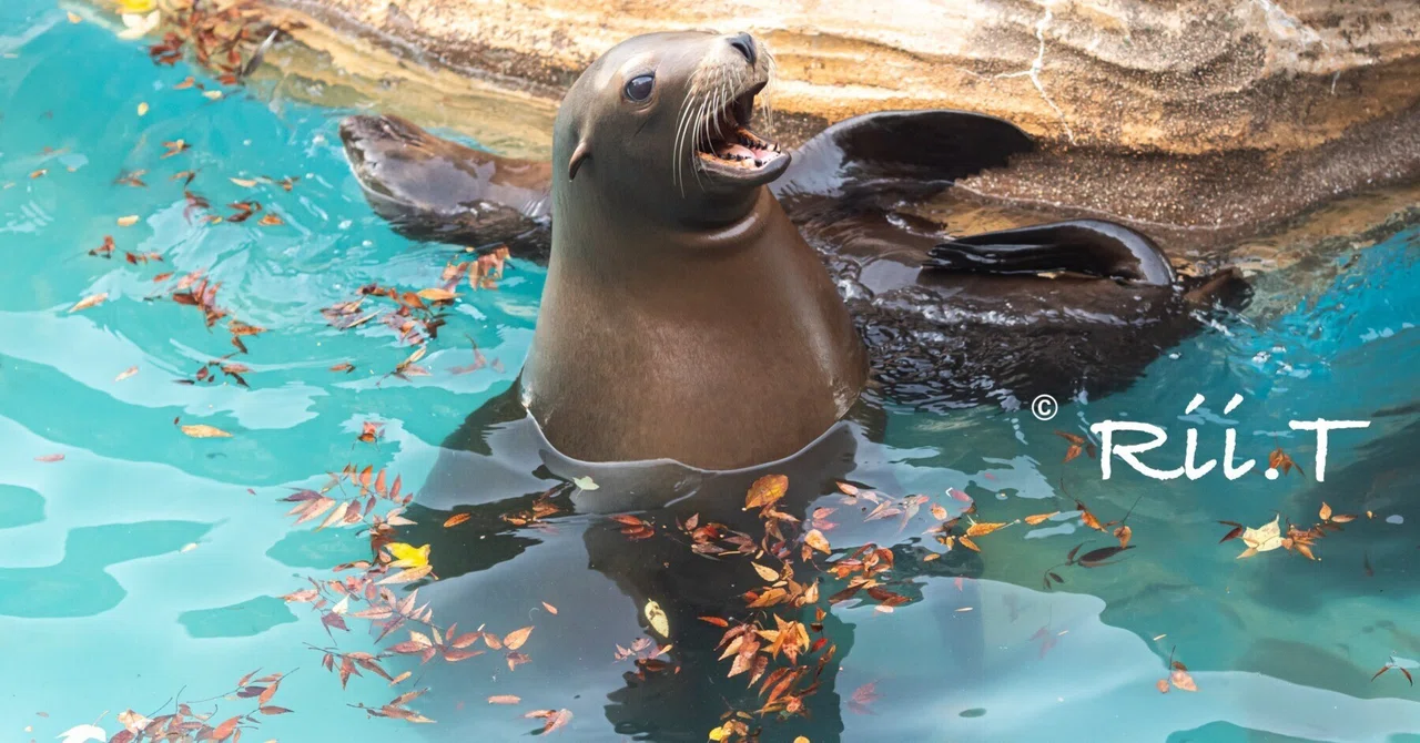 Daily Life of the Sea Lion Family * 