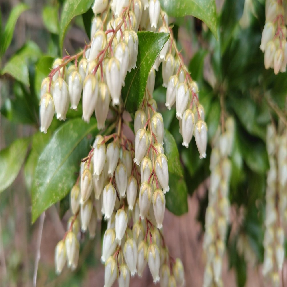 馬酔木の花｜michi38312