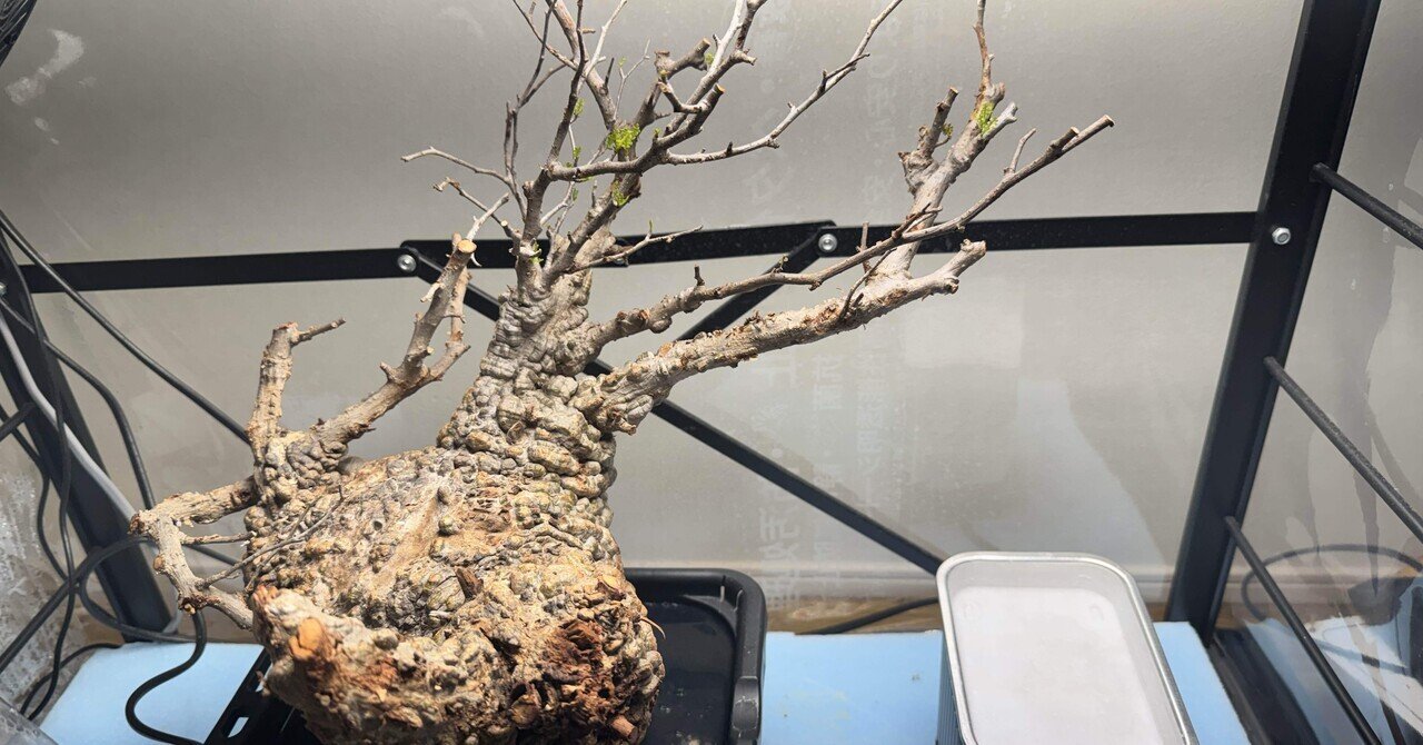 パキプス発根管理〜その4〜｜カイコン