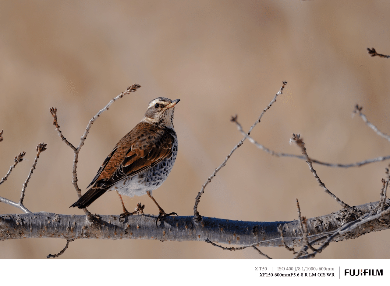探鳥散歩_2026_02上中旬｜FUJIFILM X-T50 & XF150-600mm｜cap