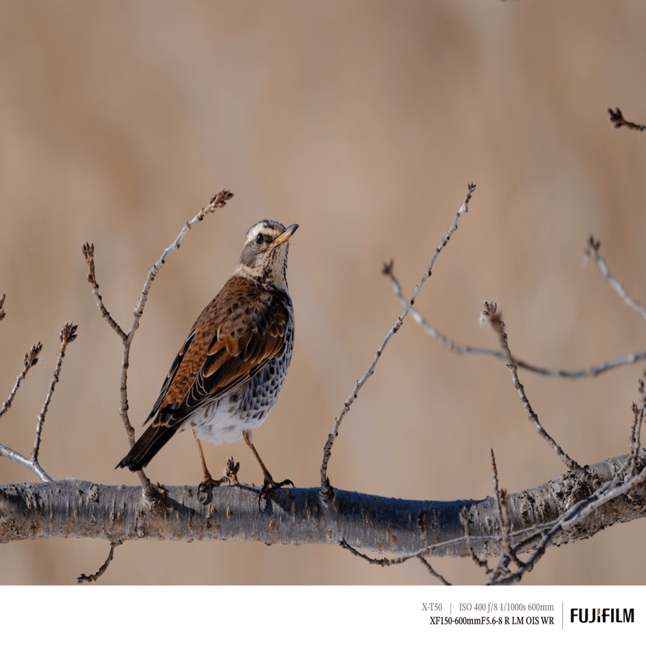 探鳥散歩_2026_02上中旬｜FUJIFILM X-T50 & XF150-600mm｜cap