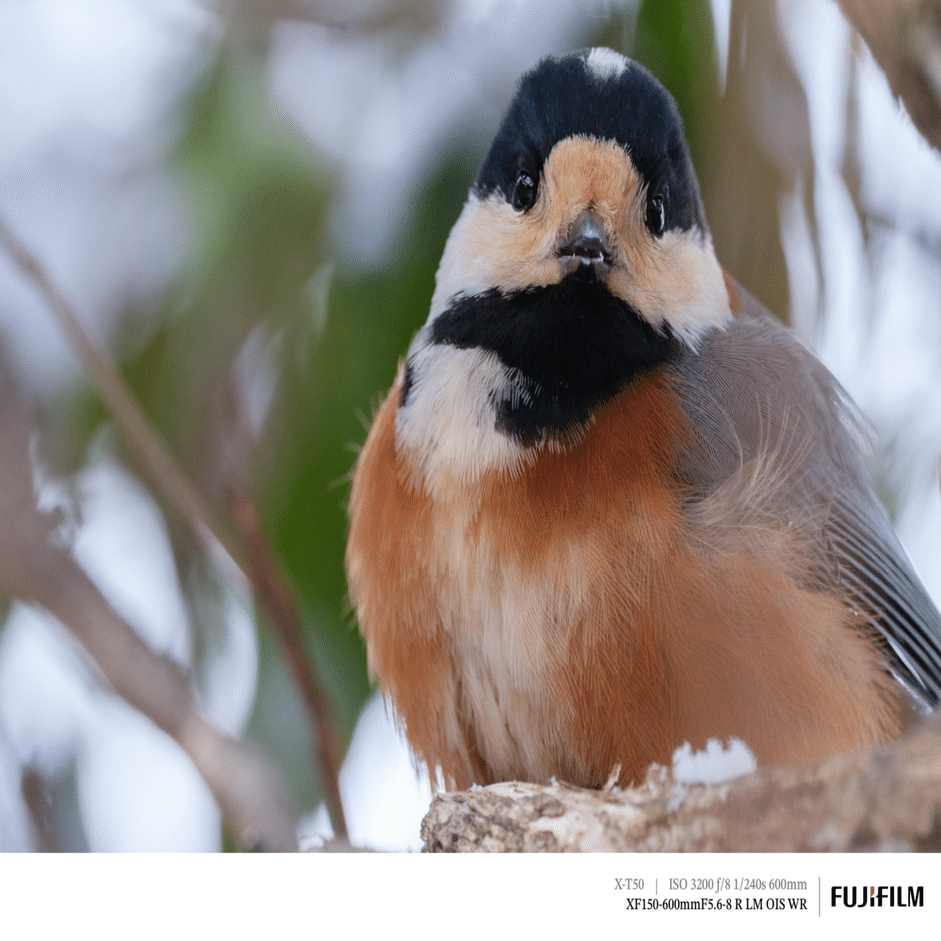 探鳥散歩_2026_02上中旬｜FUJIFILM X-T50 & XF150-600mm｜cap