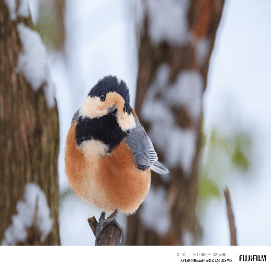 探鳥散歩_2026_02上中旬｜FUJIFILM X-T50 & XF150-600mm｜cap