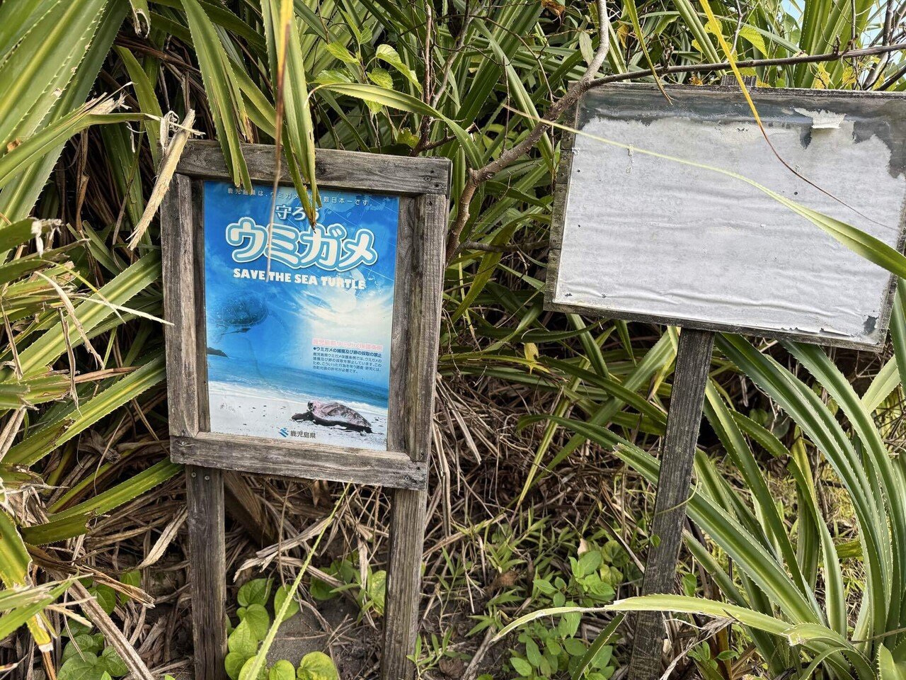 奄美大島・島を渡った4日間の記録（2026年2月） # 5｜Maeve