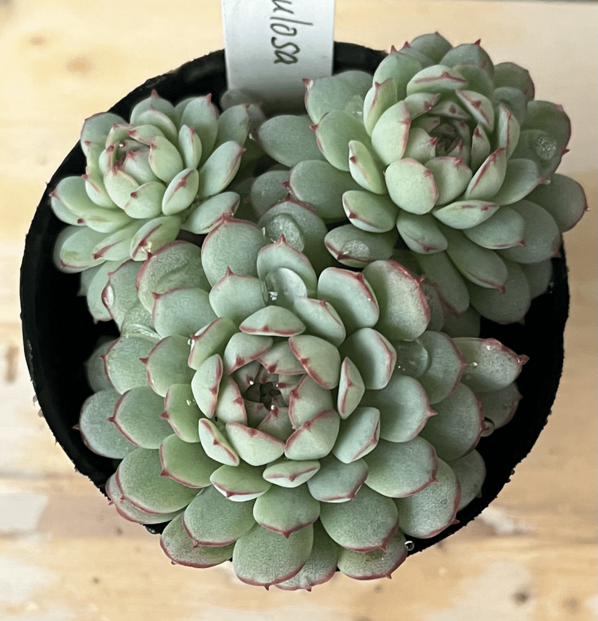 多肉ちゃん育成日記①｜李李蘭