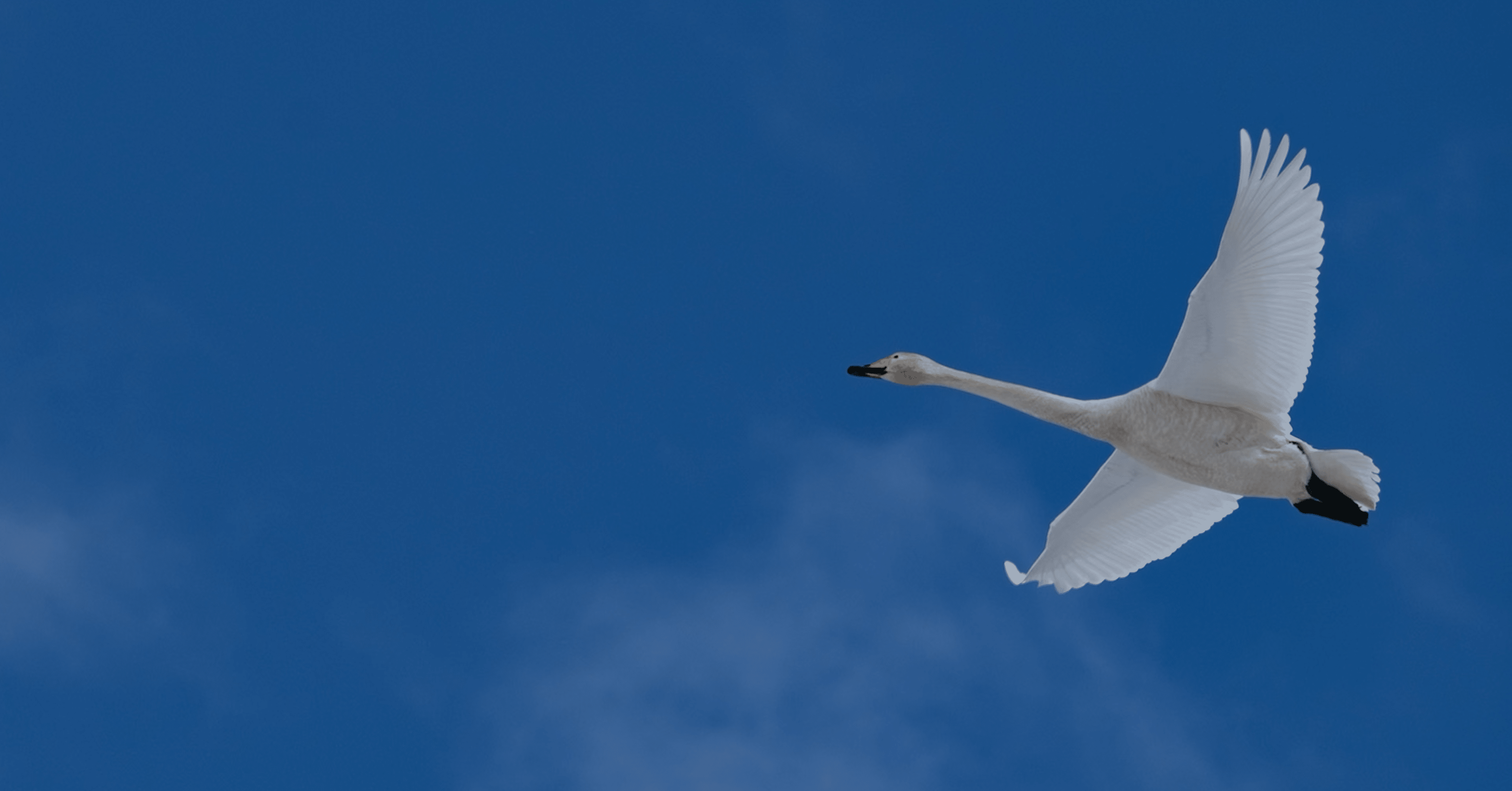 探鳥散歩_2026_02上中旬｜FUJIFILM X-T50 & XF150-600mm｜cap