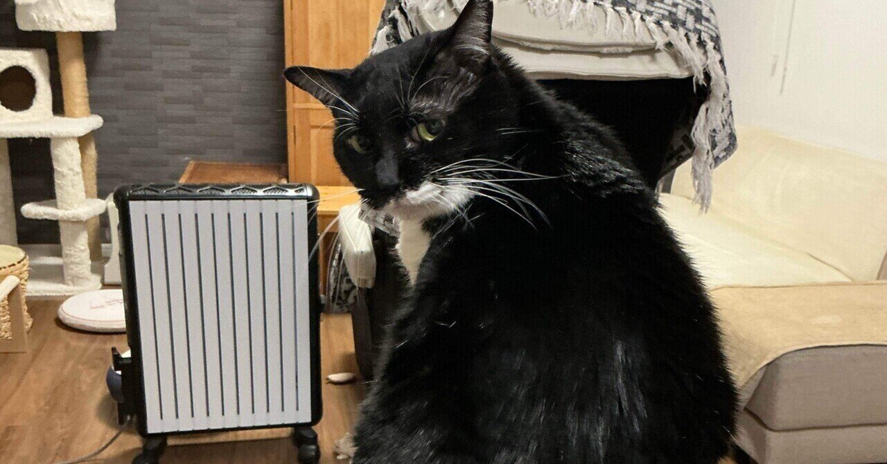 2026年2月17日 夜の猫達｜こまち