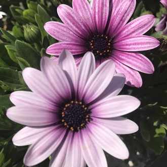 夫から労いの言葉や愛情表現が欲しい人にやってもらいたい事 Himawari Note