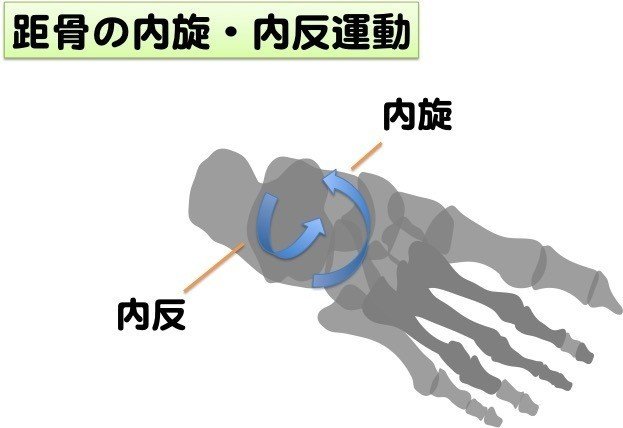 距骨内旋・内反運動