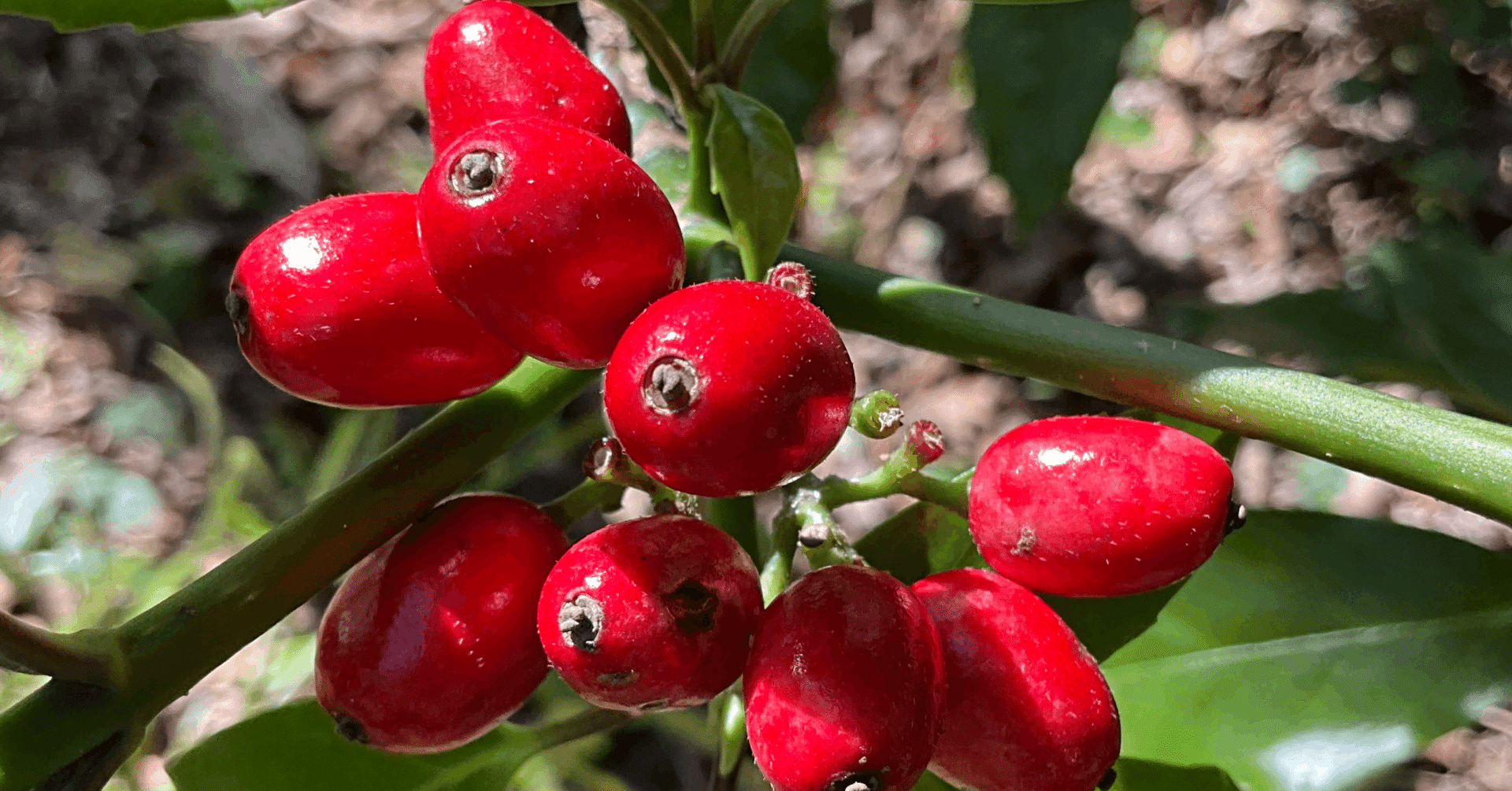 アオキの赤い実（京都府立植物園）：2026年2月20日（金）｜藤井秀昭