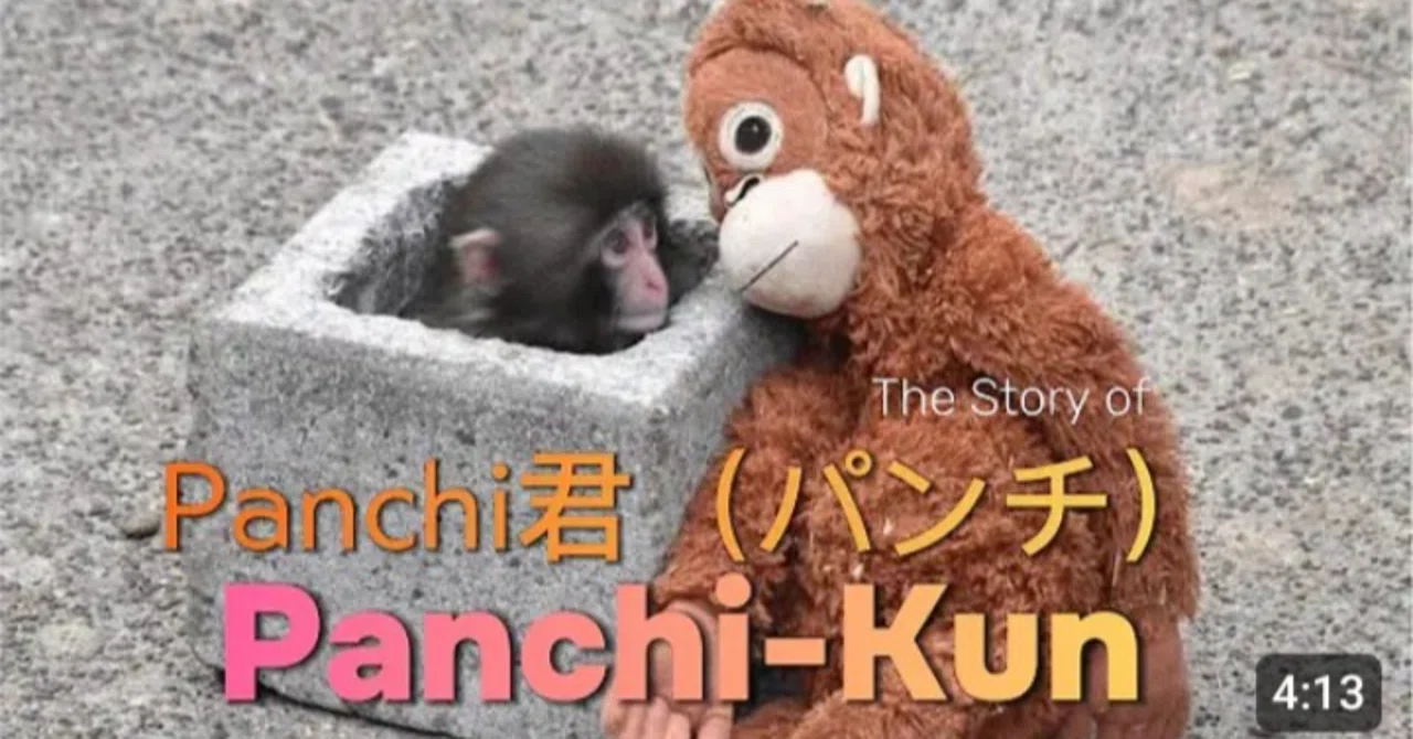ぬいぐるみをお母さん代わりにして暮らす 子ザルの 🐒パンチ|SOUND CREATOR:PLANET