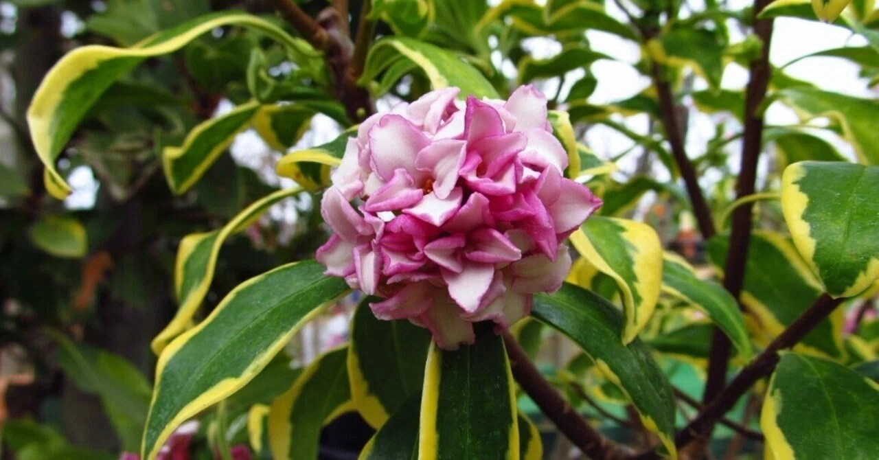 ジンチョウゲ（沈丁花）英名は、Winter daphne. 中国名は、瑞香｜ume_hiro