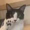 湊祥(小説家。ハーフパイプと猫が好き)