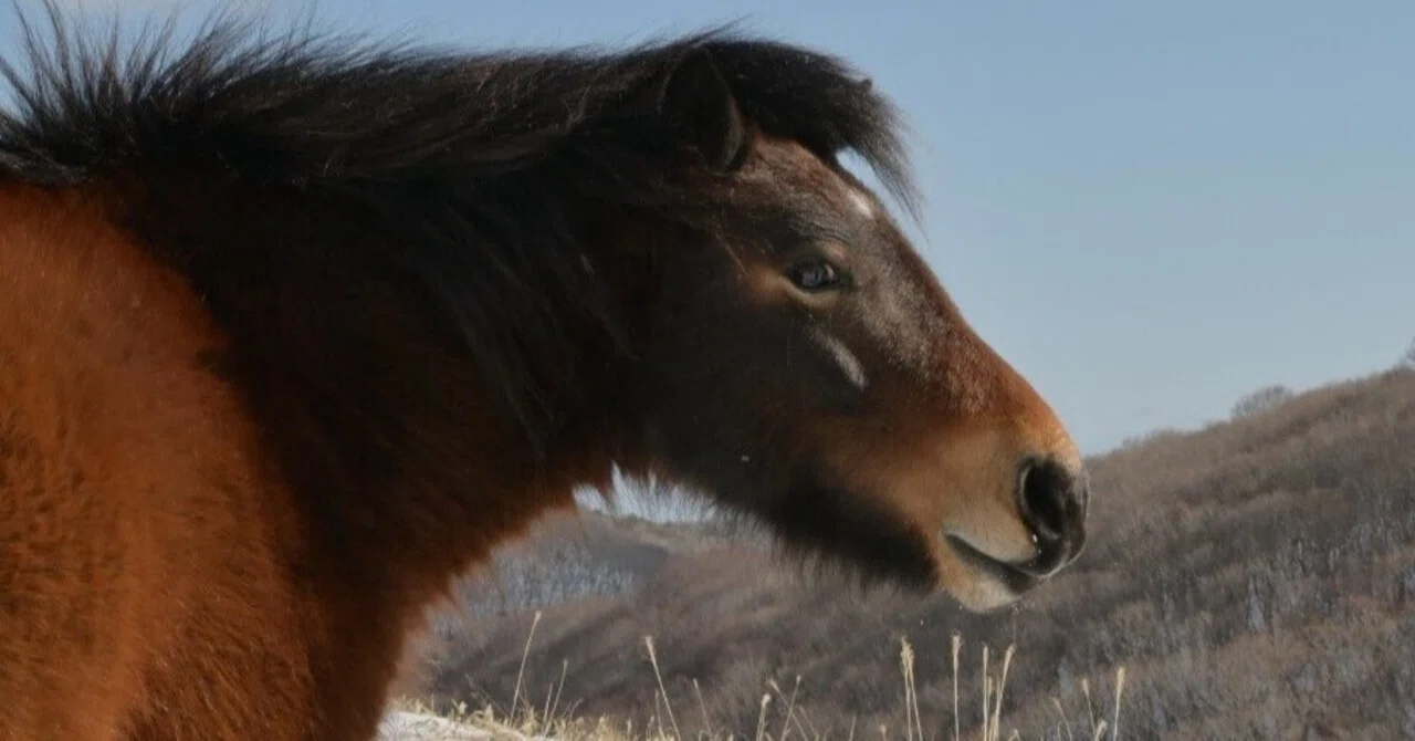 短編記事｜野良の馬🐴に会える場所。｜ほねみぞ たけし