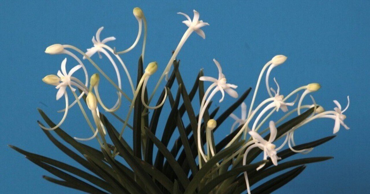 富貴蘭「笹の舞」の花（過去の画像倉庫から）｜KJ Morison