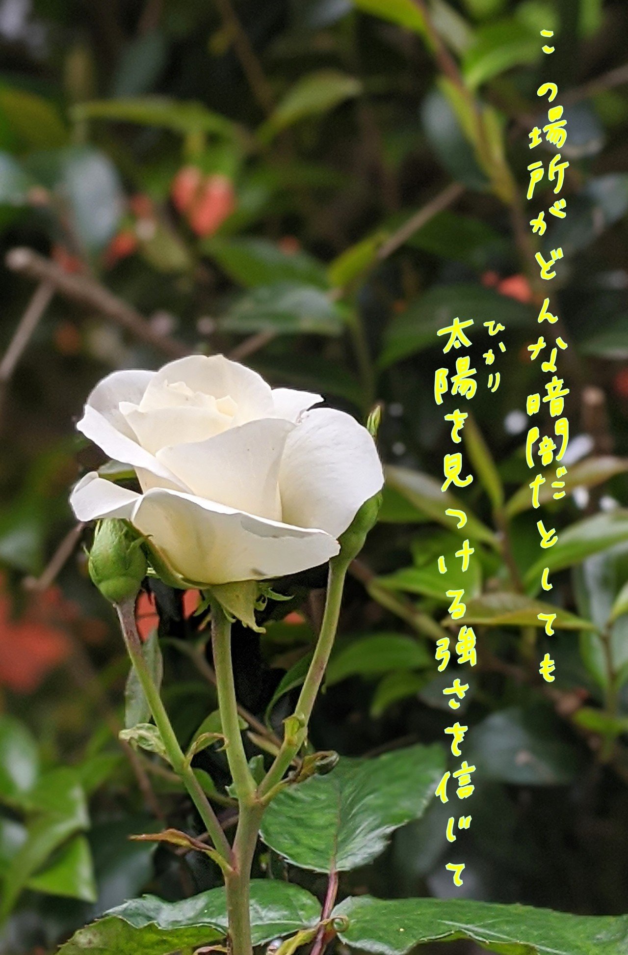 咲きかけた白薔薇の写真で一首 柘榴 Note