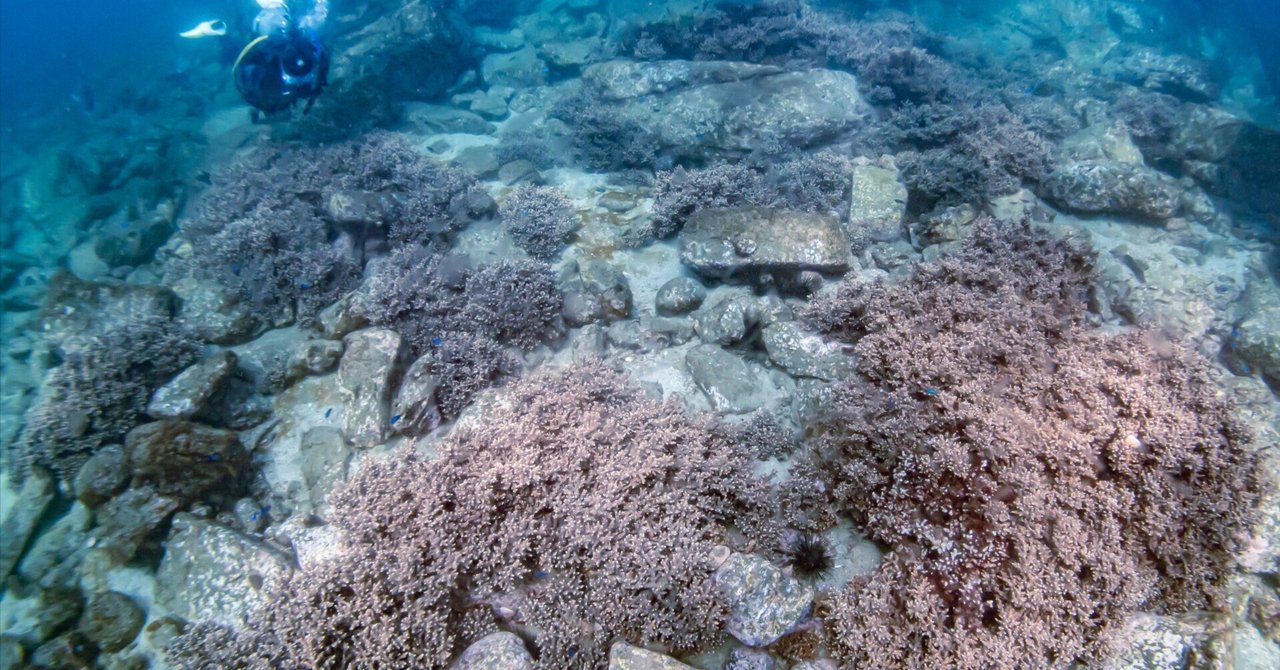 辰ノ口でやってるサンゴ保全の話｜長崎ダイビングショップ ベリーズ