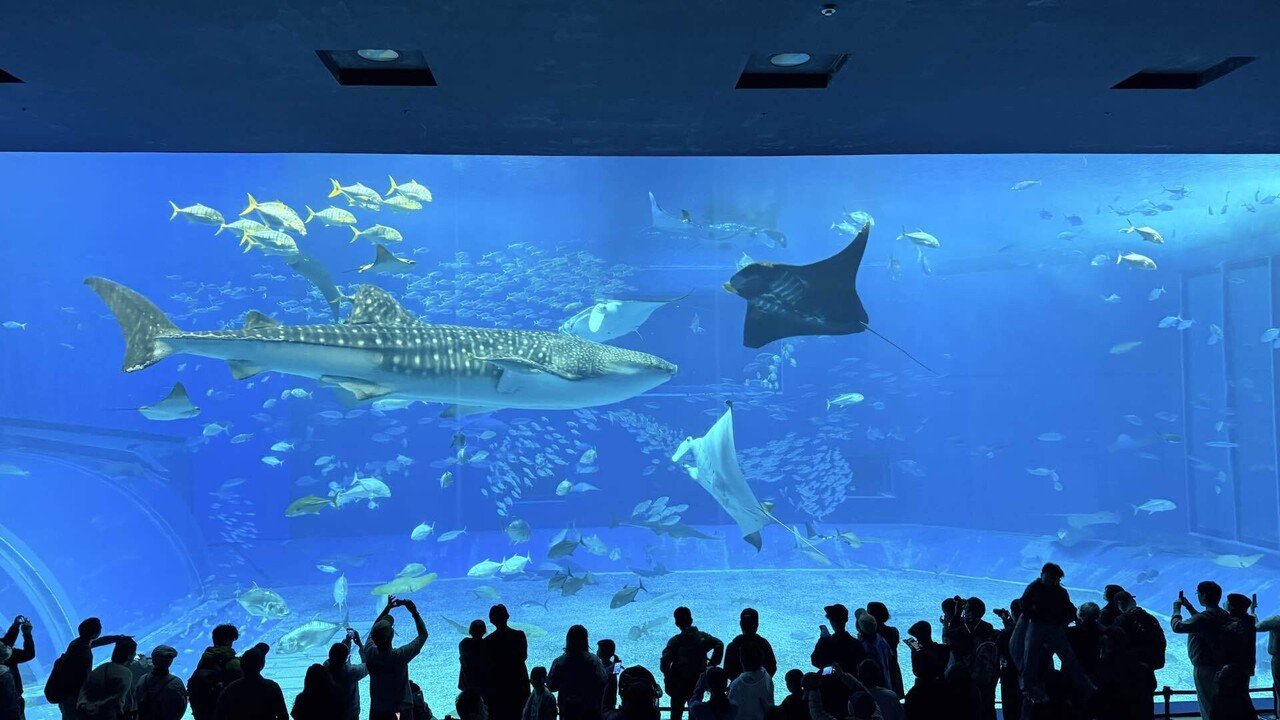 美ら海水族館から首里城へ｜1日沖縄縦断ファミリートリップ｜Shoko