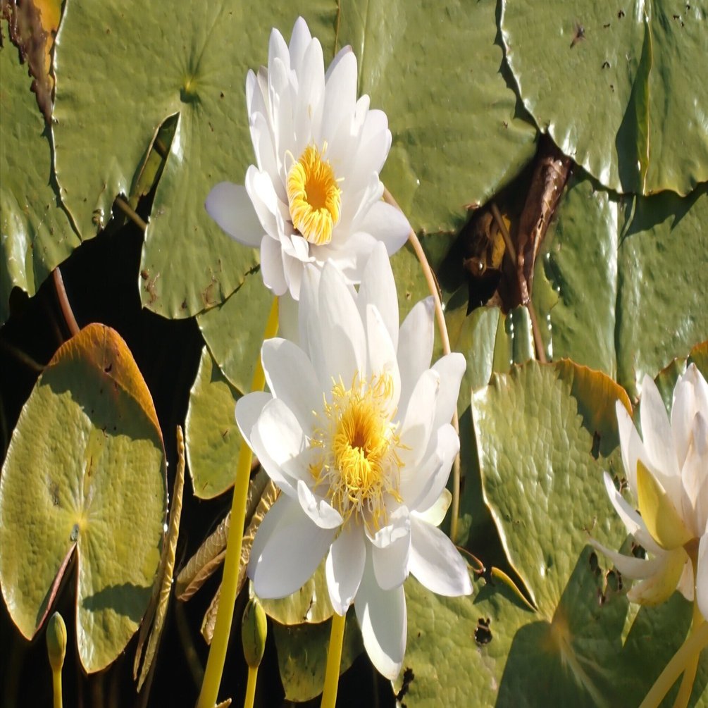 睡蓮は怠けているのか？【短歌の世界に生きる植物たち】｜しろいくま