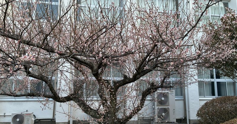 【海南大成】中庭の梅が満開！