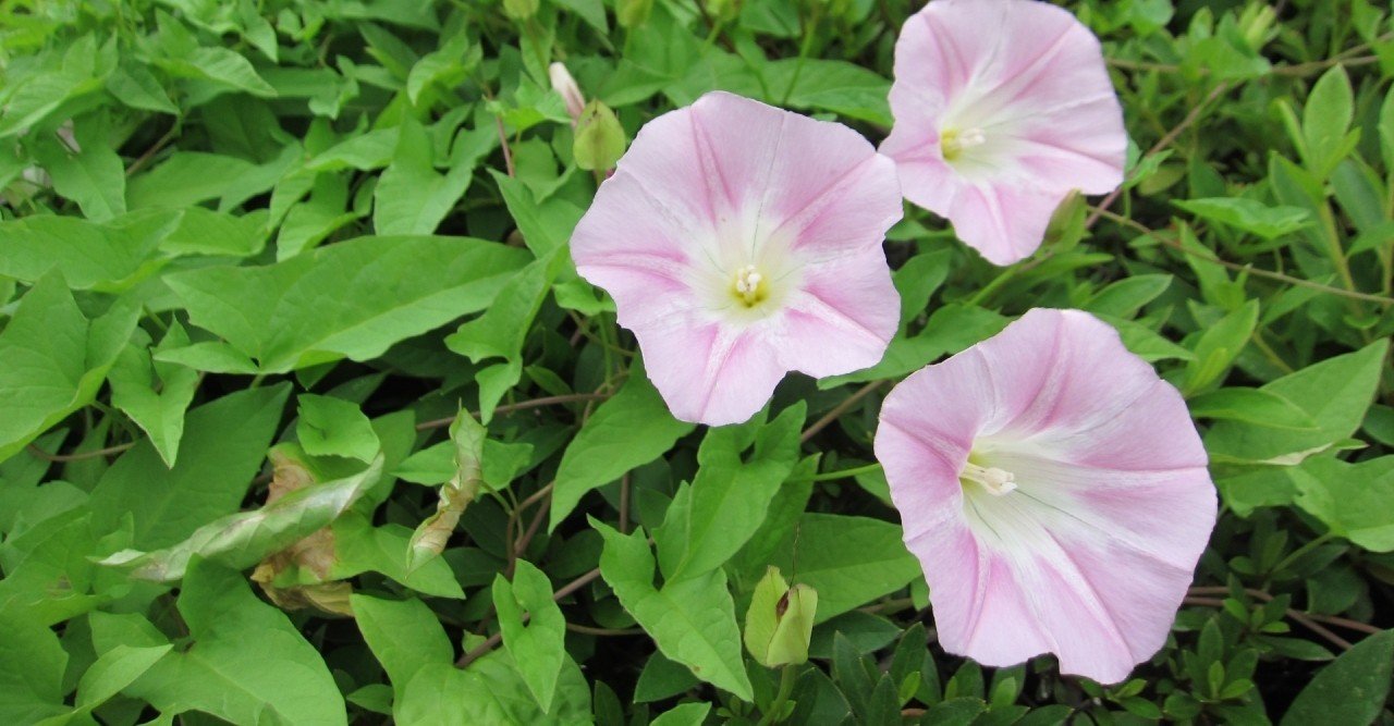 振り向いてはなりません 振り向けば そこは本当の地獄です 桜羽妖 Aya Sakuraba Note