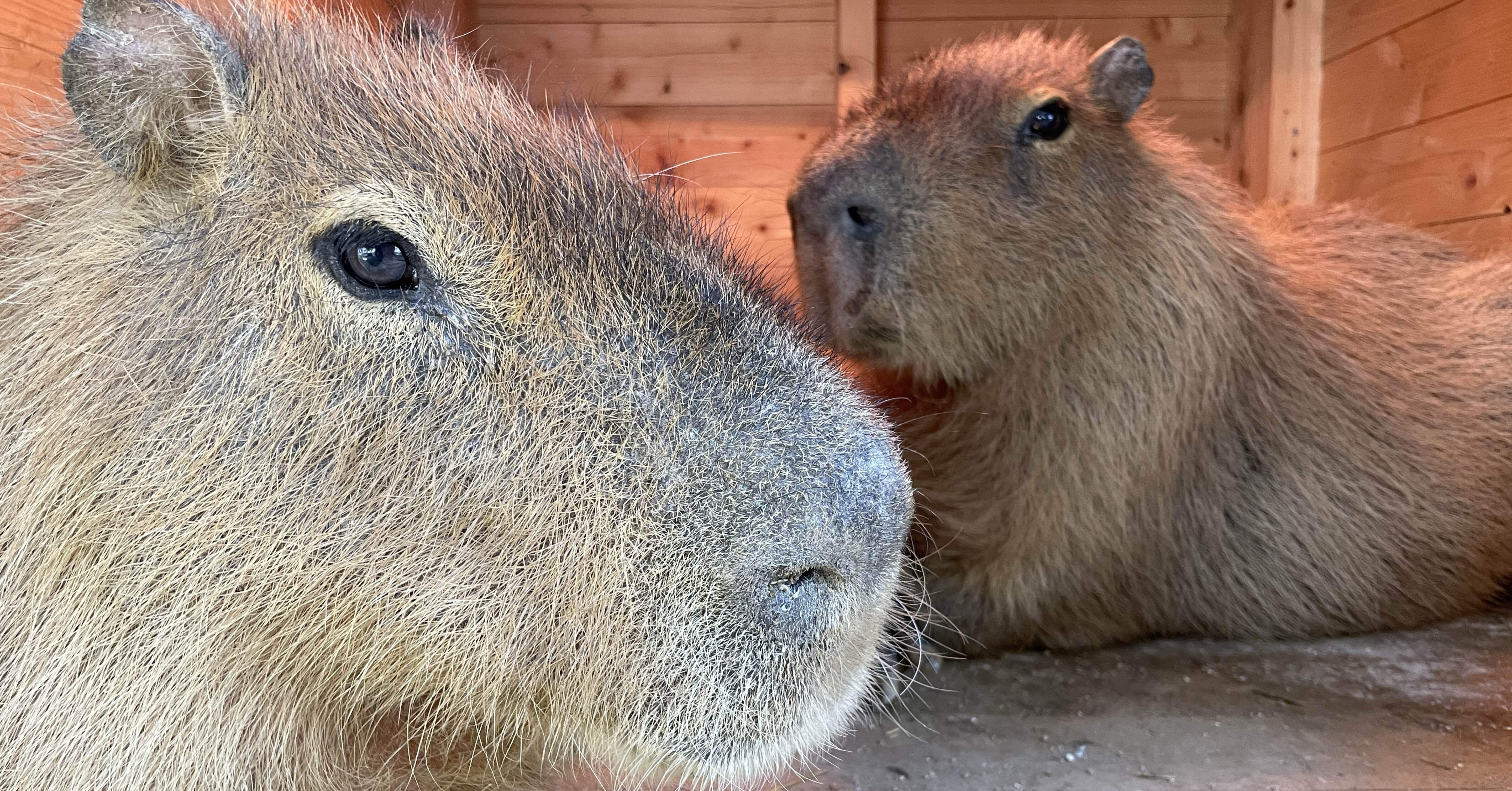 カピバラたちのとある1日｜桂浜水族館 公式