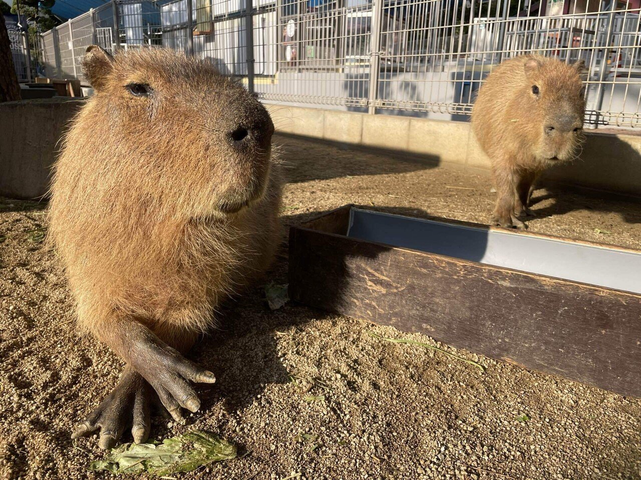カピバラたちのとある1日｜桂浜水族館 公式