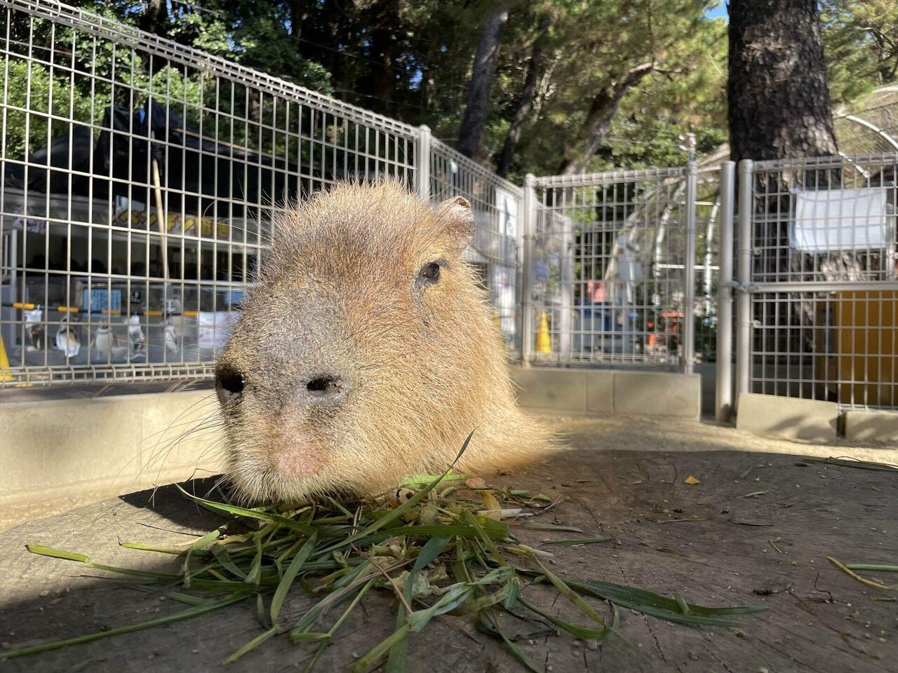カピバラたちのとある1日｜桂浜水族館 公式