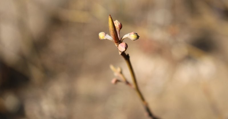 本日のスタッフのおすすめ