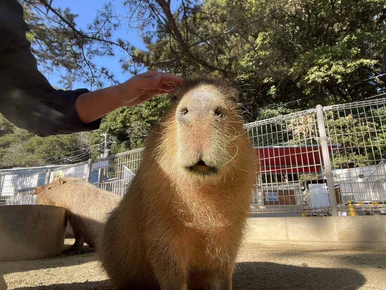 カピバラたちのとある1日｜桂浜水族館 公式