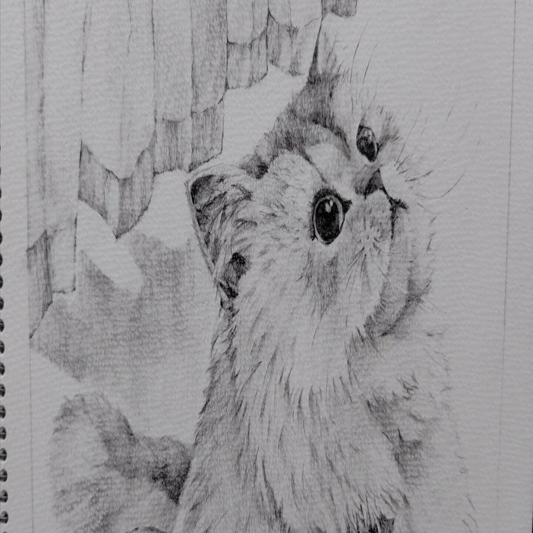 見上げる猫を鉛筆で描きました。｜ぎんなん