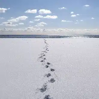 とりタビ