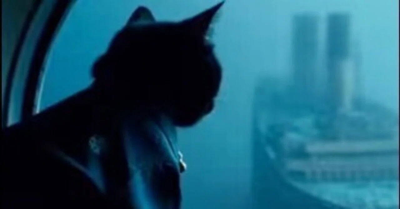 黒猫の大冒険！