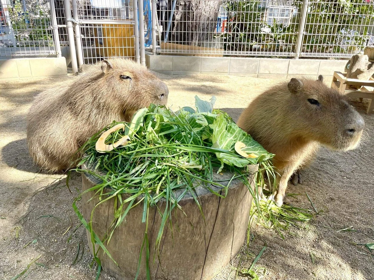 カピバラたちのとある1日｜桂浜水族館 公式
