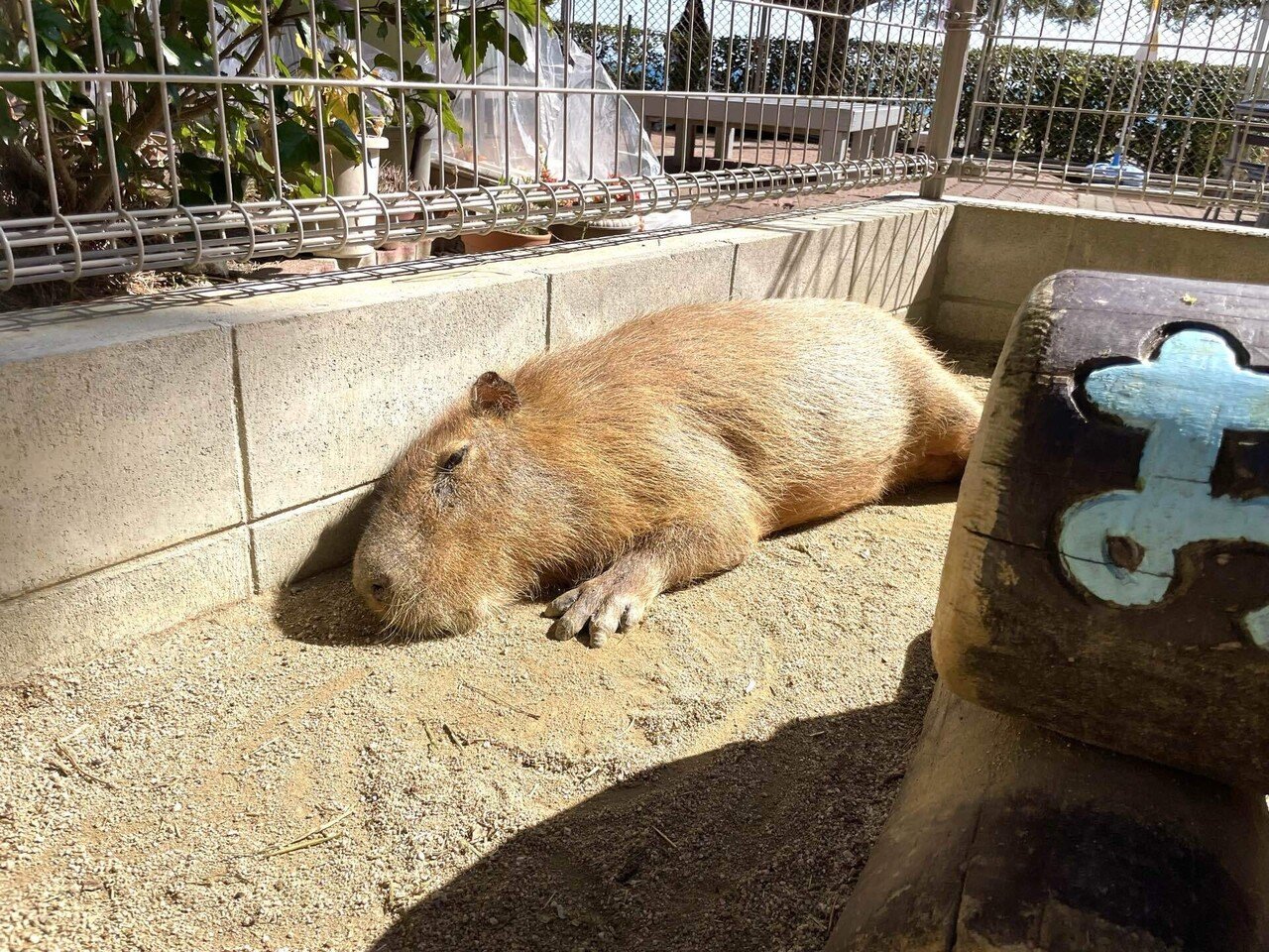 カピバラたちのとある1日｜桂浜水族館 公式