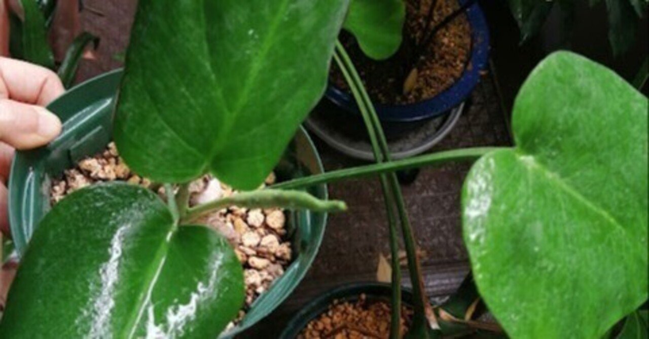 愛情が裏目に？引き取りモンステラの再生と気づき｜Monsteranian