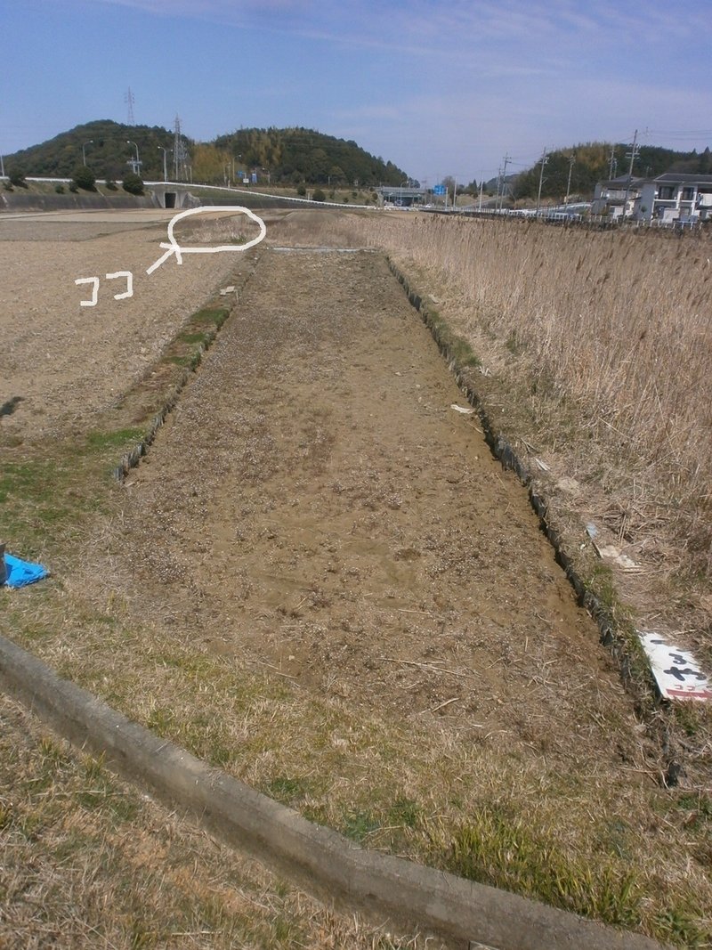1 セリ Yuki 農ときどき旅 Note