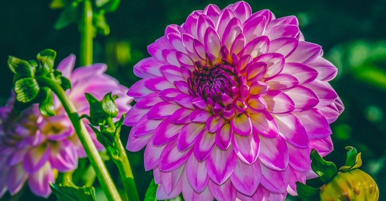 ダリアの花言葉 Lily Taki トラベルライター Note ダリアの花言葉 Lily Taki トラベルライター Note