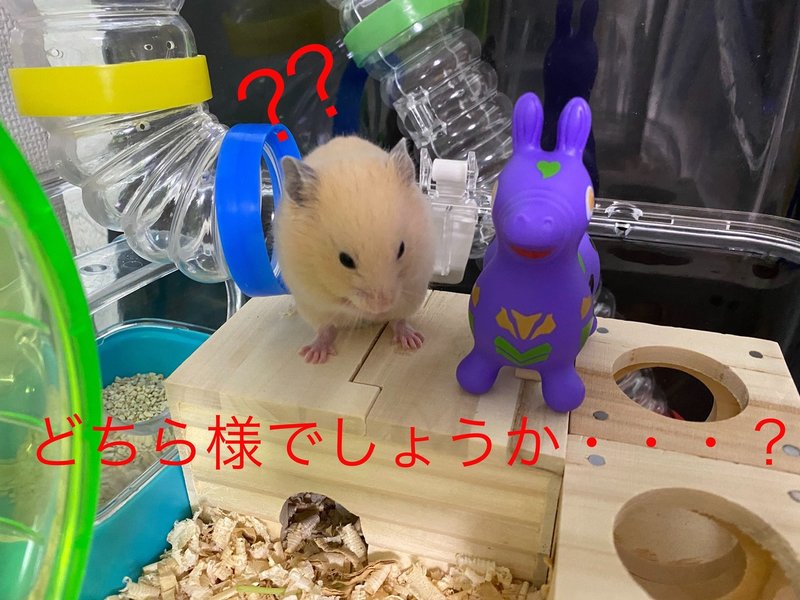 ハムスター飼育日記14日目 5 9 サトウショウヘイ Note