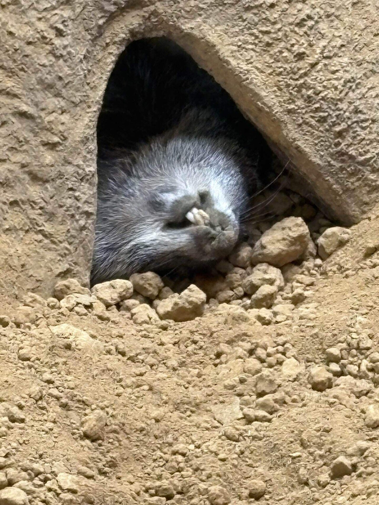 チャック！チャック！ウッドチャック！｜那須どうぶつ王国公式note